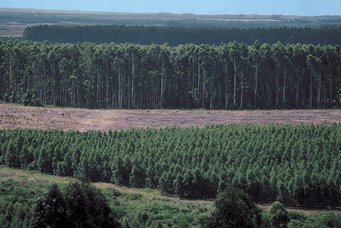eucalyptus wood